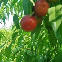 陕西渭南油桃，糖度17-18，大量供应！