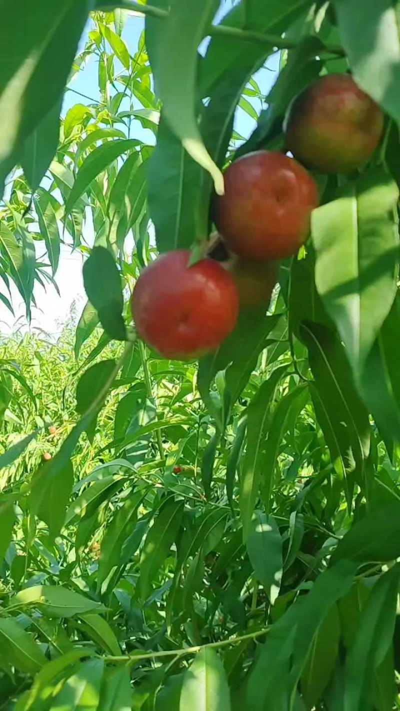 陕西渭南油桃，糖度17-18，大量供应！
