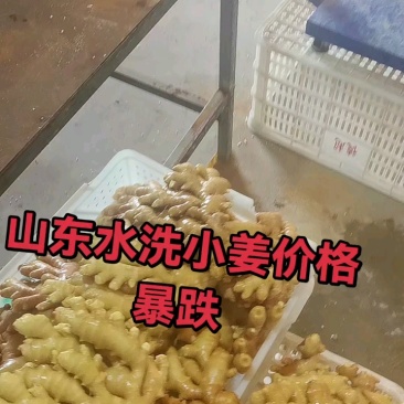 [热卖]山东临沂小黄姜一手货源保质保量，原产地