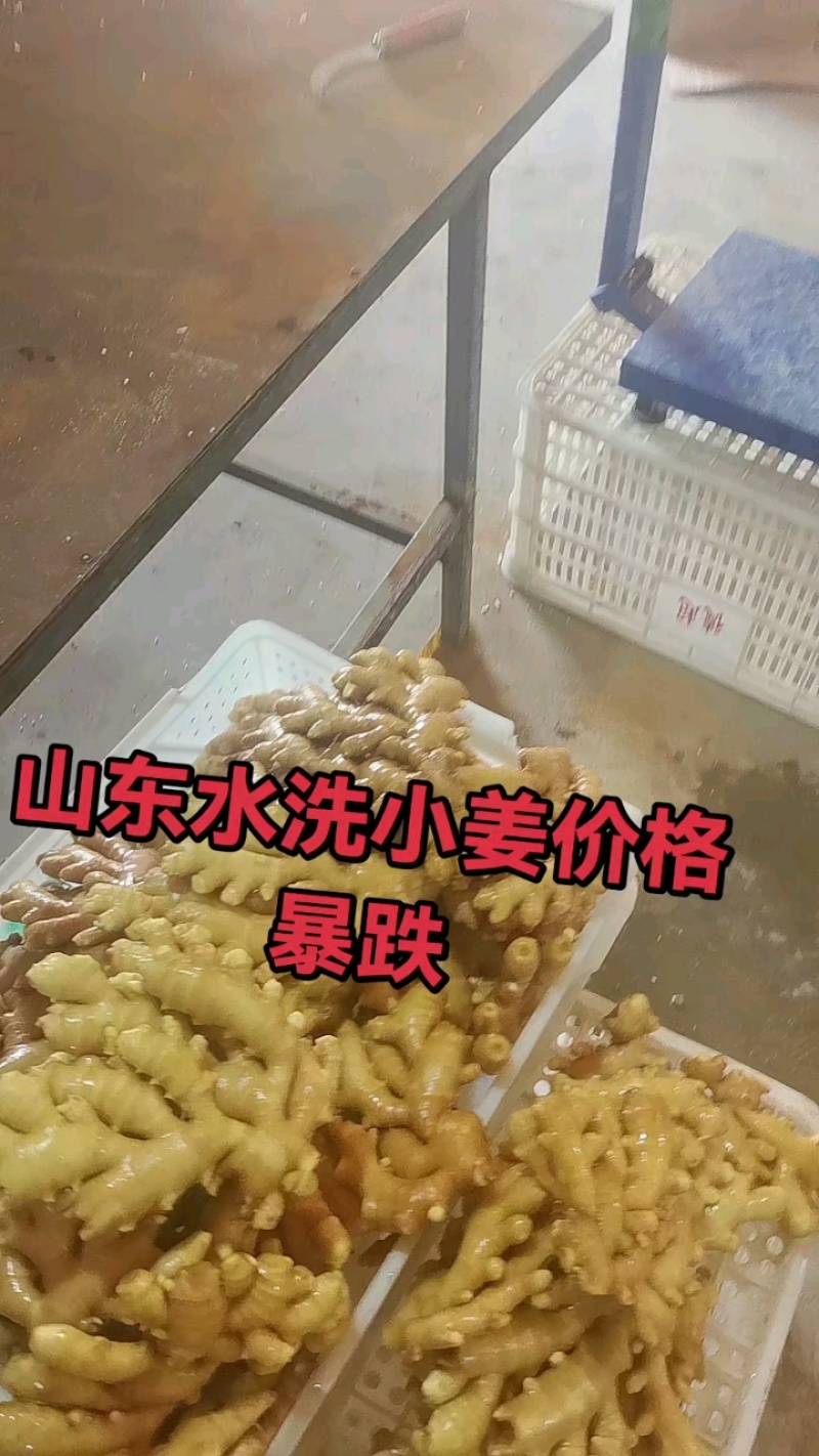 [热卖]山东临沂小黄姜一手货源保质保量，原产地