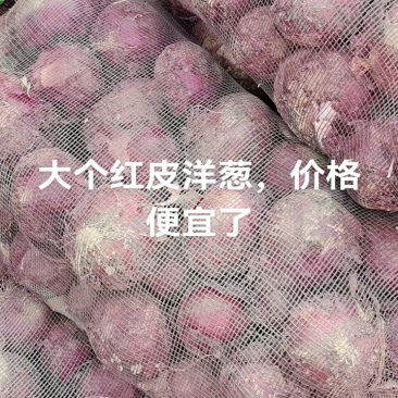 洋葱，红黄洋葱，电商，国内市场，专业国外出口。一手货源