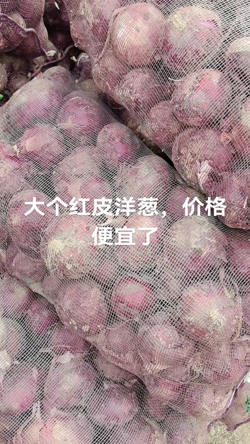洋葱，红黄洋葱，电商，国内市场，专业国外出口。一手货源