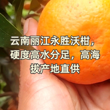 精选沃柑云南宾川大理丽江永胜沃柑一手货源全国发货商超代发