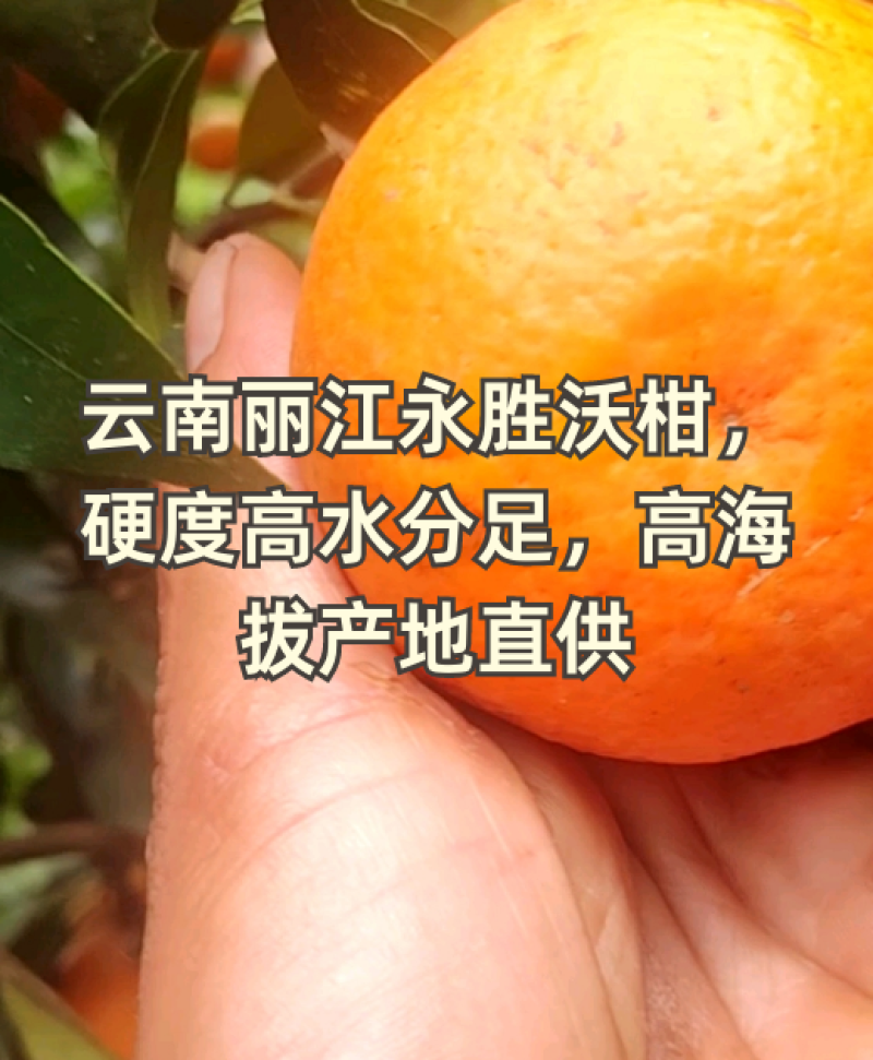 精选沃柑云南宾川大理丽江永胜沃柑一手货源全国发货商超代发