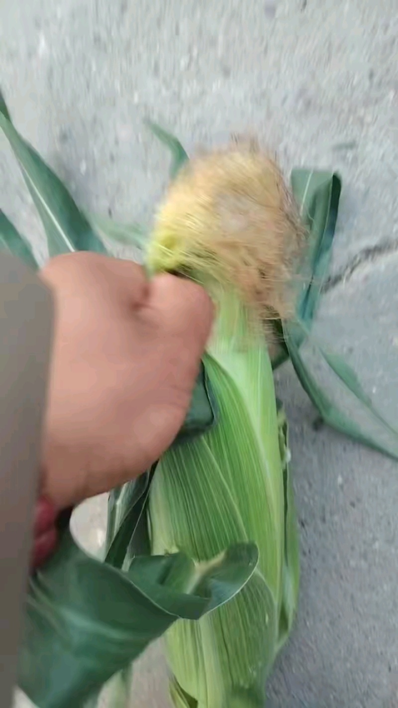 美玉18玉米！甜加糯！产地直发！保质保量！欢迎砸单！
