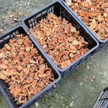 刚下山的野生菌产地直发