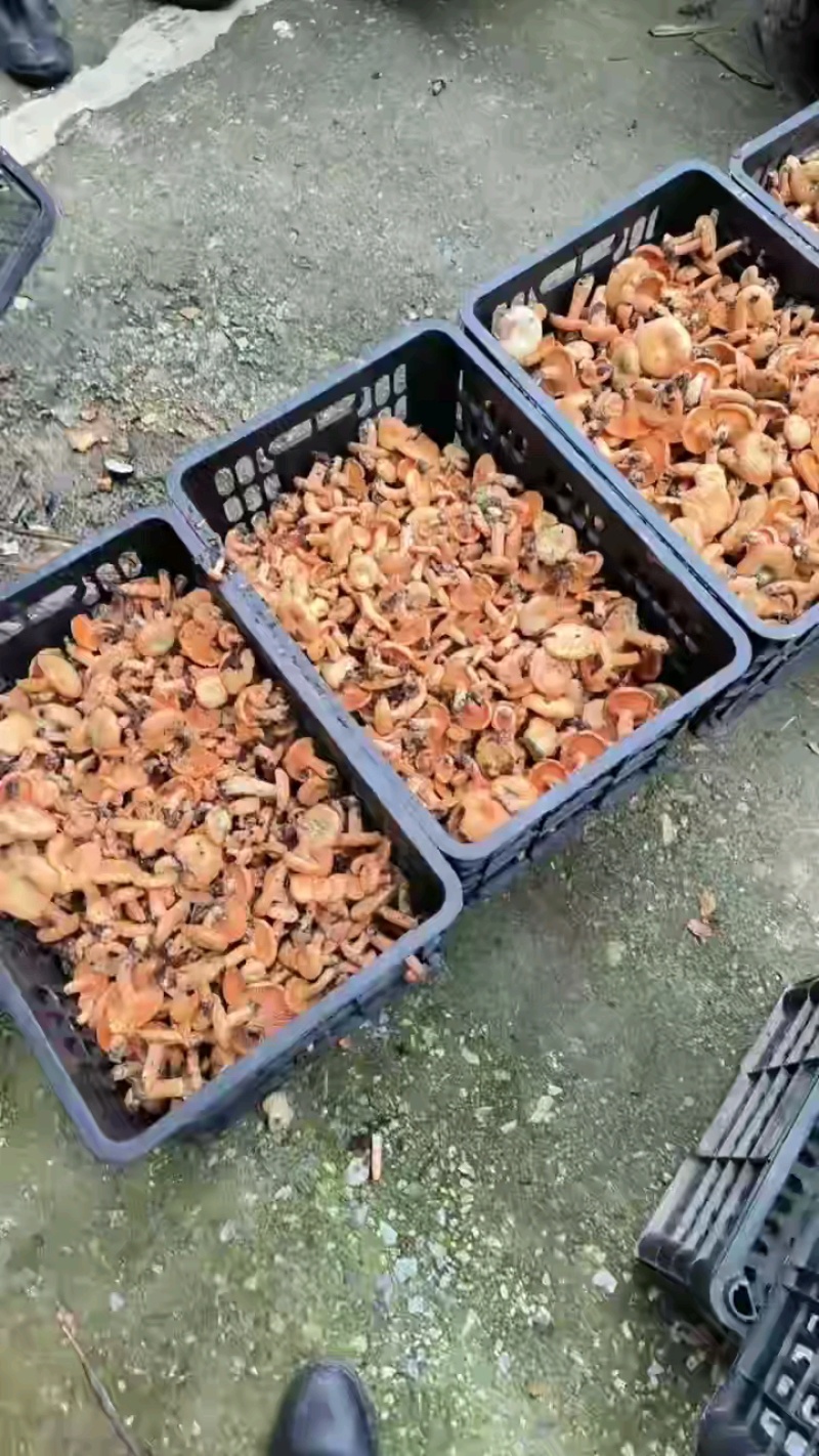 刚下山的野生菌产地直发