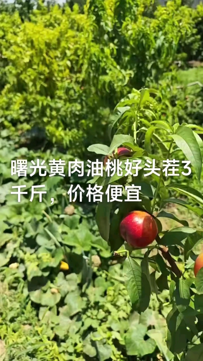 曙光漂亮有硬度，个头大和面好。