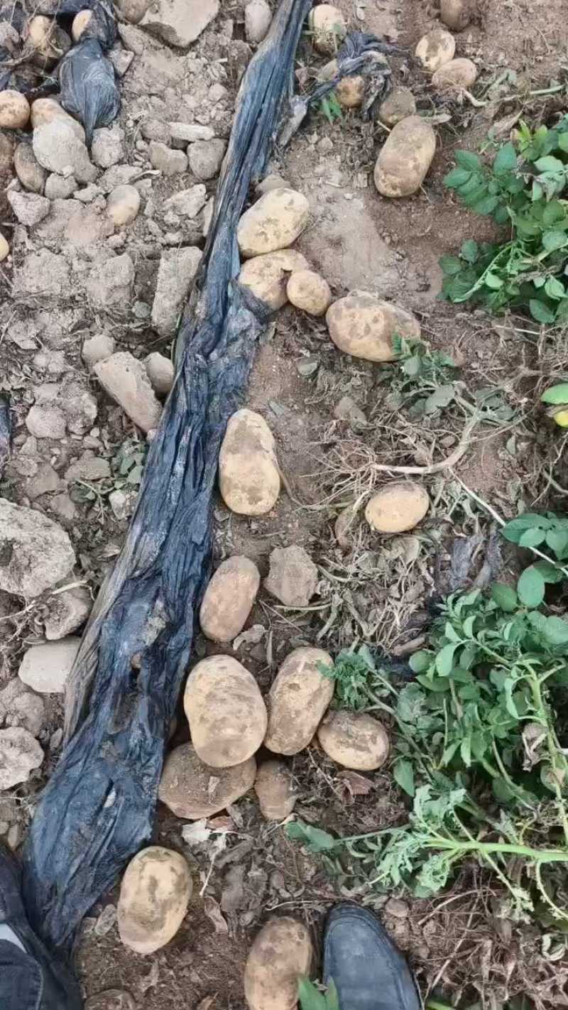 （实力甄选）河南土豆/沃土5号/黄心土豆/V7土豆、
