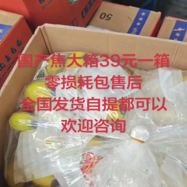 【香蕉】河口香蕉一级精品二黄蕉青蕉无花皮无黑心无硬心