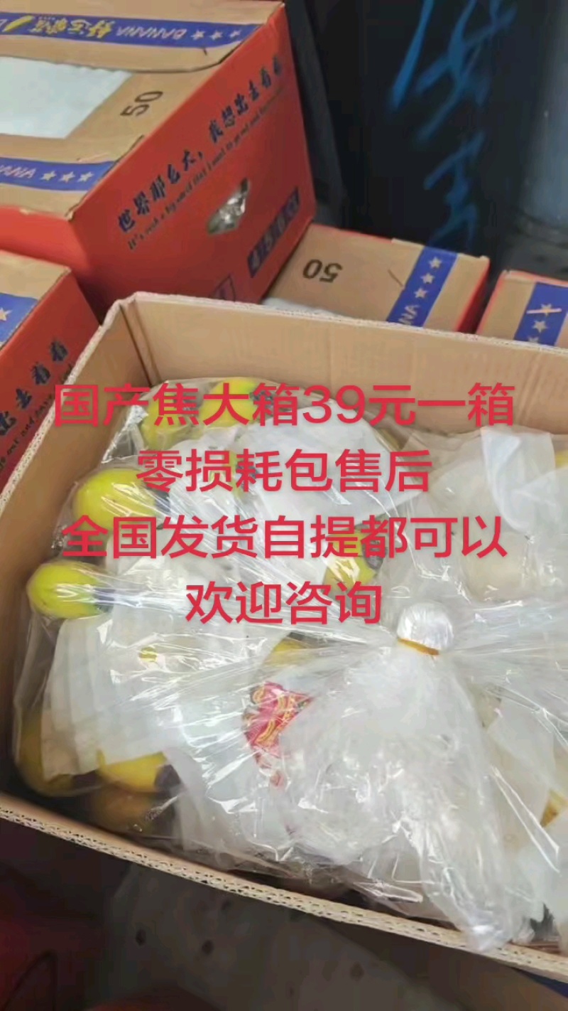 【香蕉】河口香蕉一级精品二黄蕉青蕉无花皮无黑心无硬心