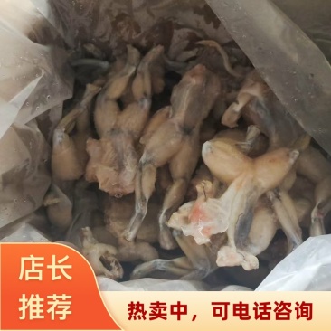 广东汕头优质牛蛙肉直供真空包装欢迎来电洽谈
