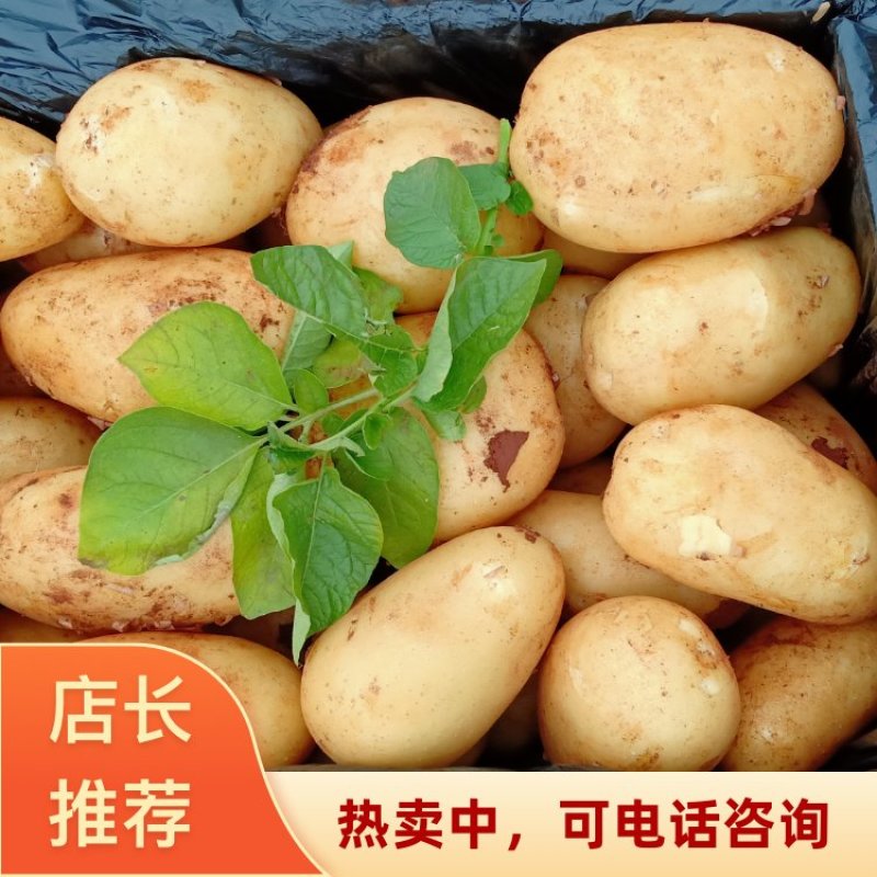 内蒙古精选黄皮黄心土豆大量上市可供市场/商超/出口等