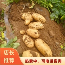 河南基地沃土5号土豆鲜土豆大量上市支持各种包装全国发货