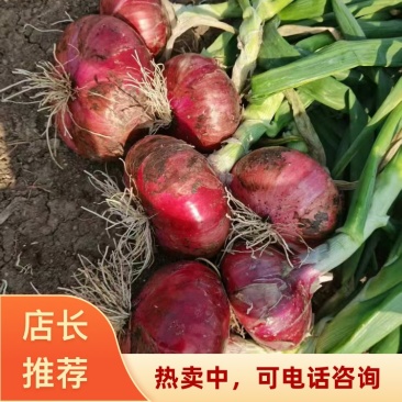 云南高山水果洋葱产地直供二红洋葱可以生吃口味甘甜