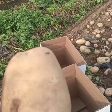 河南土豆希森土豆大量出库三两以上，诚信报价