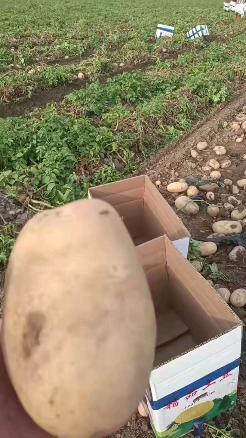 河南土豆希森土豆大量出库三两以上，诚信报价