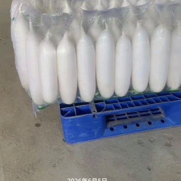 陕西榆林白萝卜大量有货，新鲜量大，长期供应，条形好