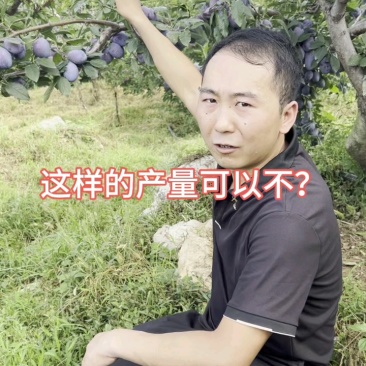 塔尔玛西梅苗嫁接枝条一手货源自产自销