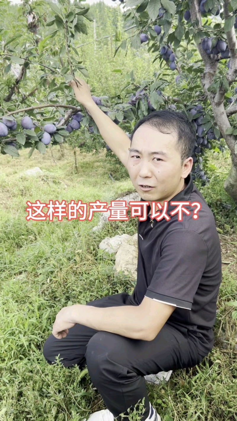 塔尔玛西梅苗嫁接枝条一手货源自产自销