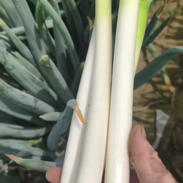 一级粗货，50公分，无拉层，抓紧下单！