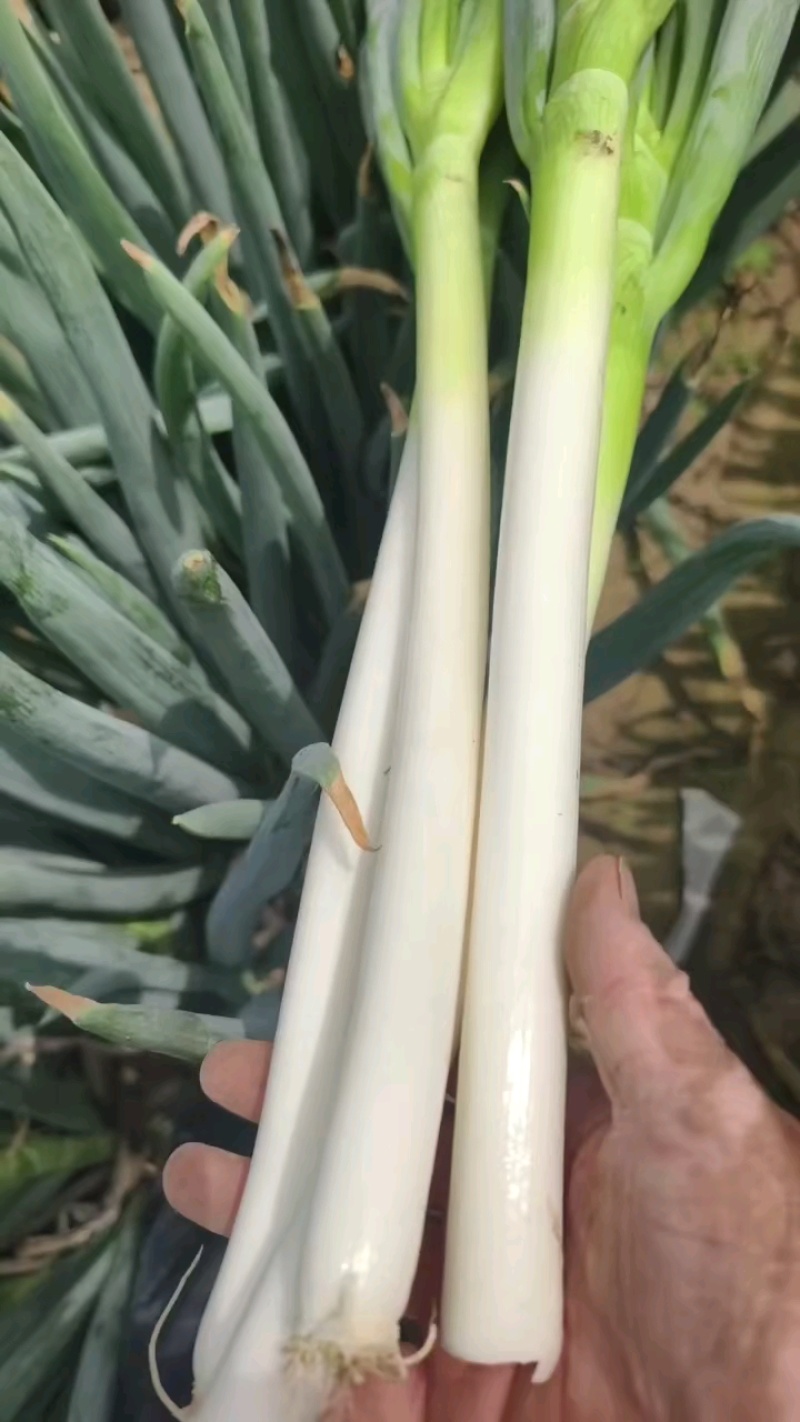一级粗货，50公分，无拉层，抓紧下单！