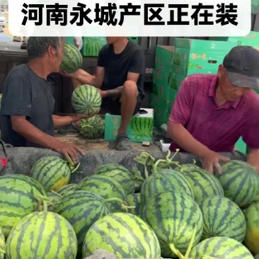 精选《美都西瓜》安徽砀山精品美都西瓜/包熟包甜/全国发货