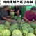 精选《美都西瓜》安徽砀山精品美都西瓜/包熟包甜/全国发货