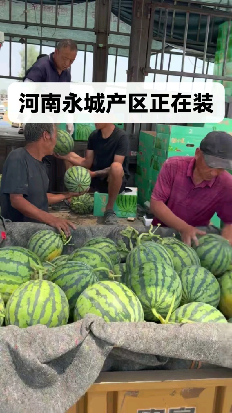 精选《美都西瓜》安徽砀山精品美都西瓜/包熟包甜/全国发货