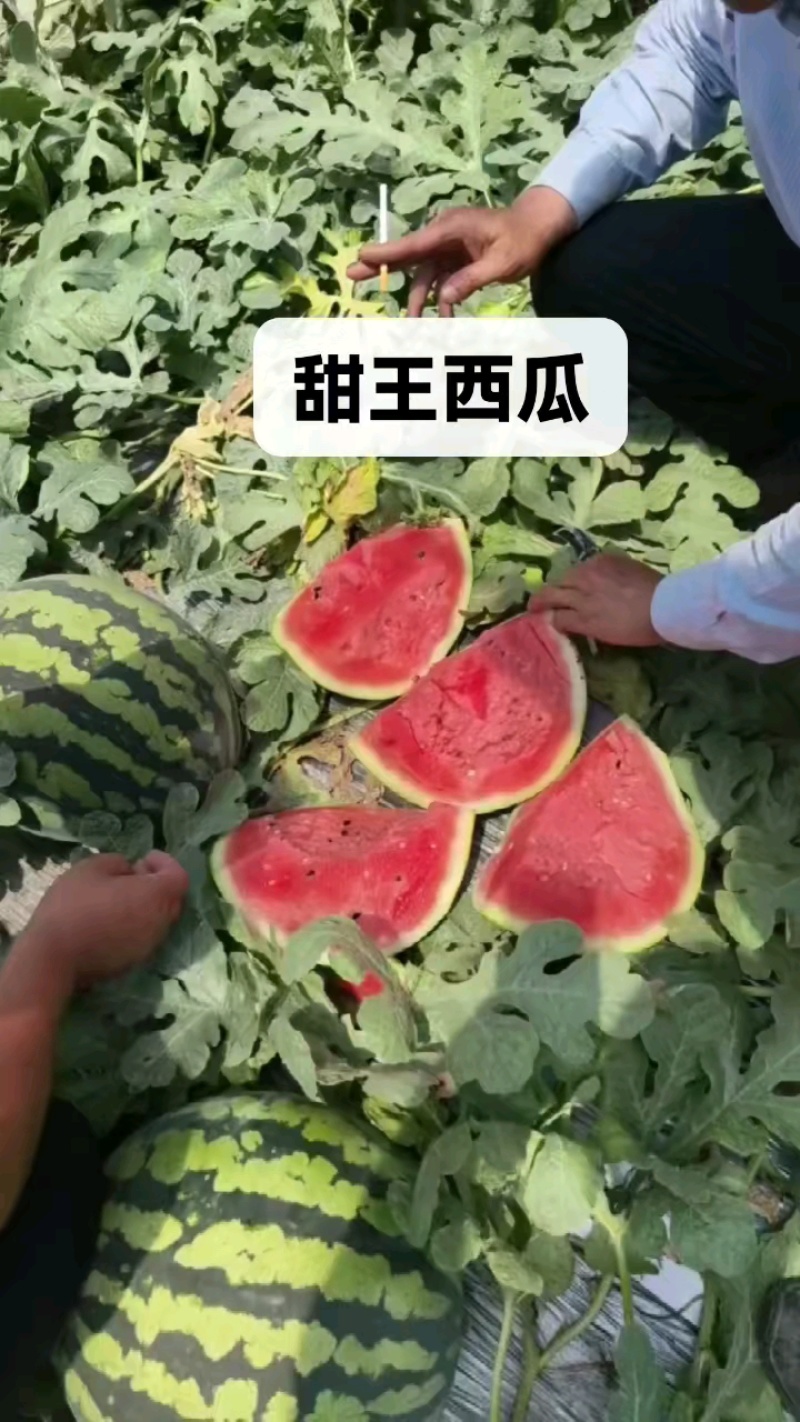 安徽宿州精品甜王西瓜/优质瓜/包熟包甜/可代发全国