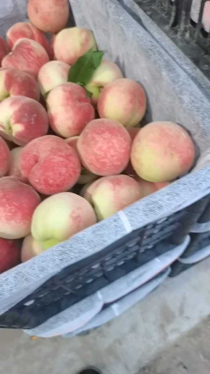 突围毛桃色泽鲜，口感翠脆多汁，产地直供，