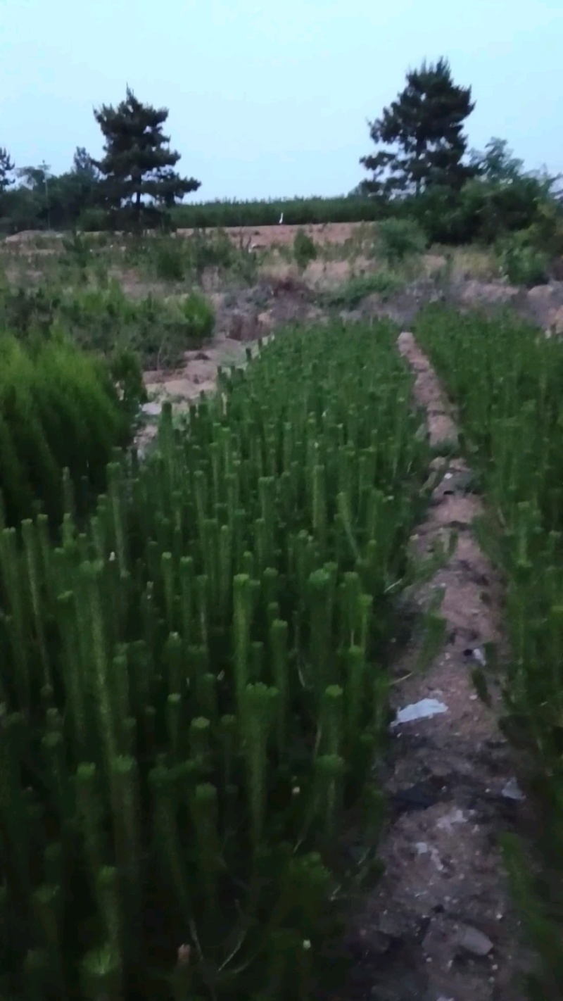 出售