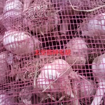 金乡大蒜