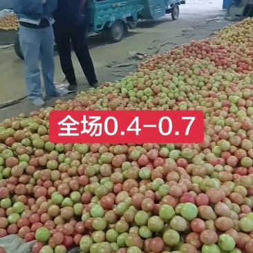 硬粉西红柿费县产地直发果型硬度好/品质保证/代发全国