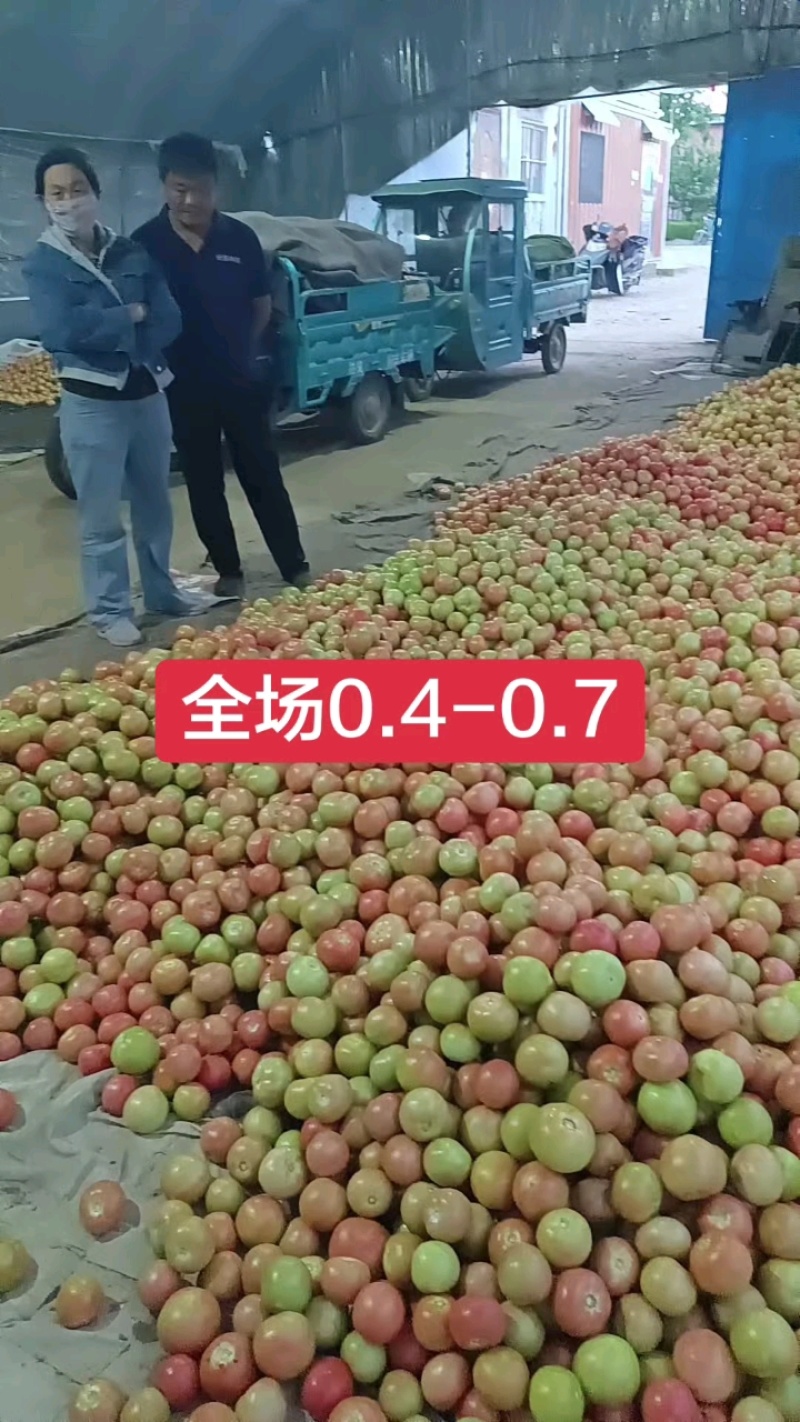 硬粉西红柿费县产地直发果型硬度好/品质保证/代发全国