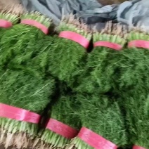 茴香25~30cm产地代办托运可精加工等一条龙服务