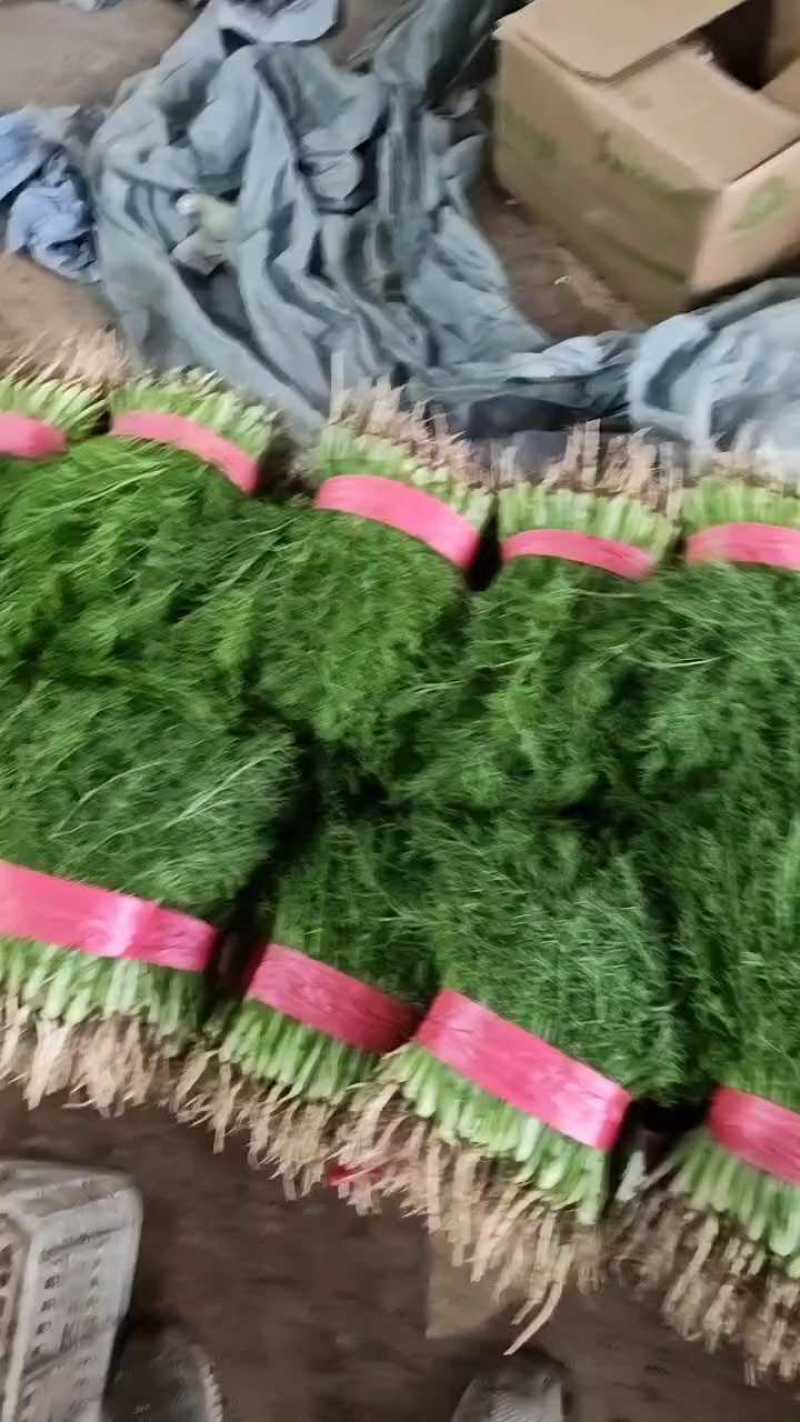 茴香25~30cm产地代办托运可精加工等一条龙服务