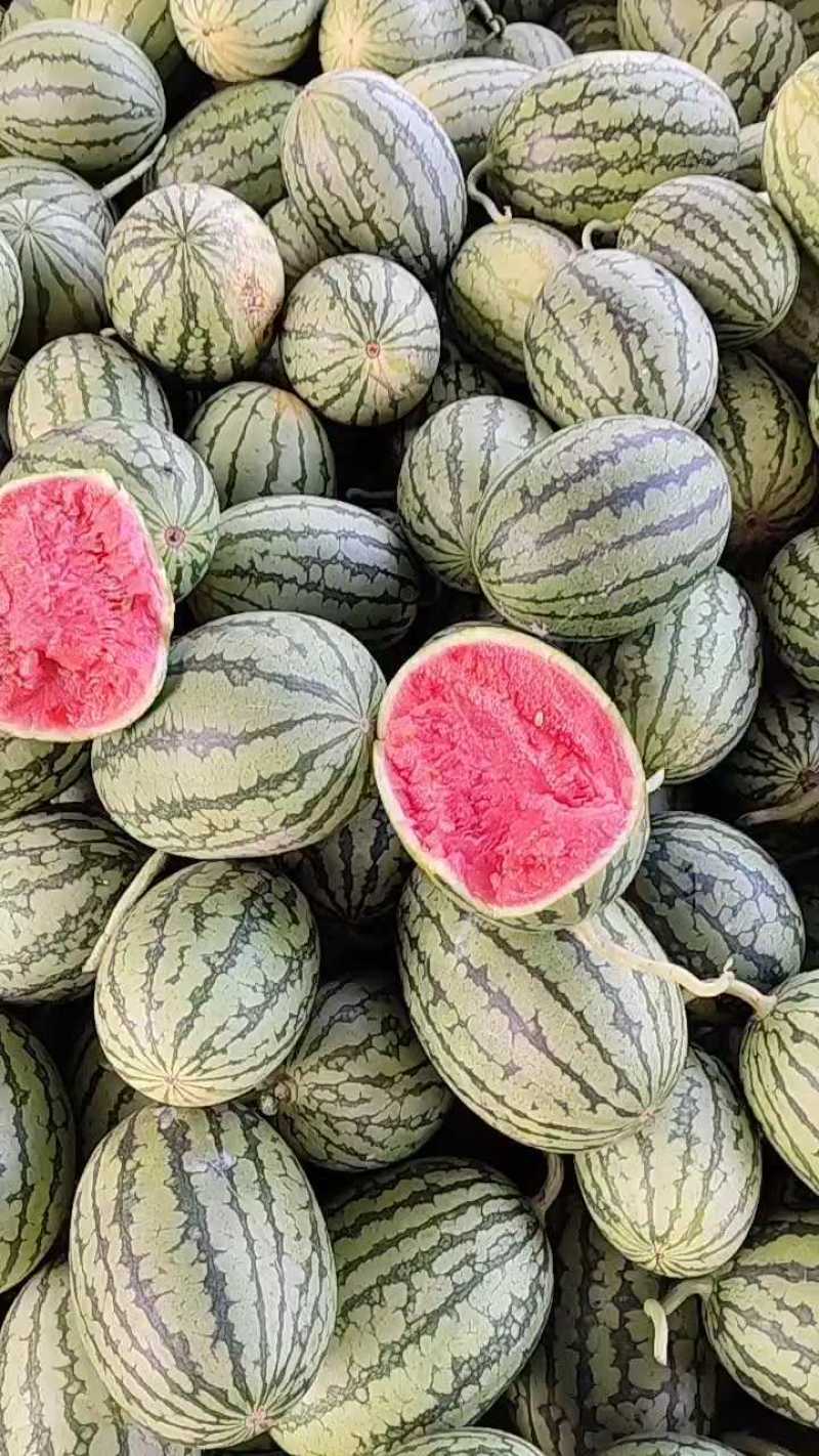 小糖丸西瓜产地直发量大价格可谈皮薄汁多可视频看货