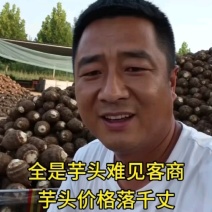 山东芋头8520毛芋头产地发货大球中球规格齐全