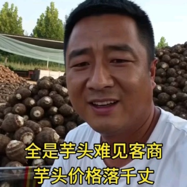 山东芋头8520毛芋头产地发货大球中球规格齐全
