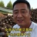 山东芋头8520毛芋头产地发货大球中球规格齐全