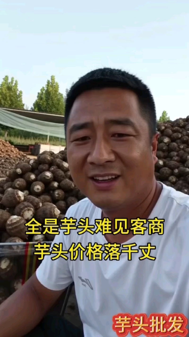 山东芋头8520毛芋头产地发货大球中球规格齐全
