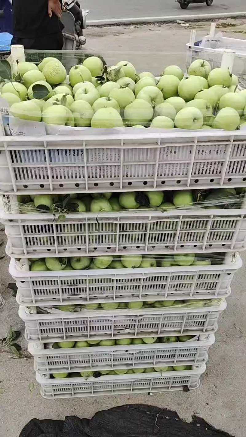辽伏苹果大量供应，一块多起！