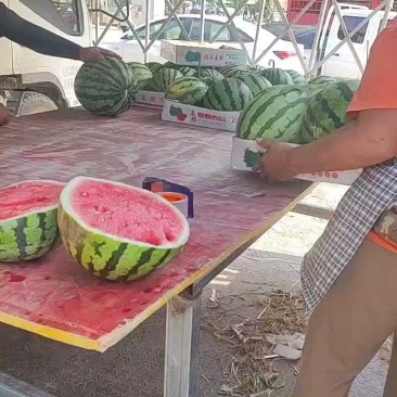 夏邑无籽麒麟西瓜/麒麟西瓜/无籽西瓜大量供应一手货源