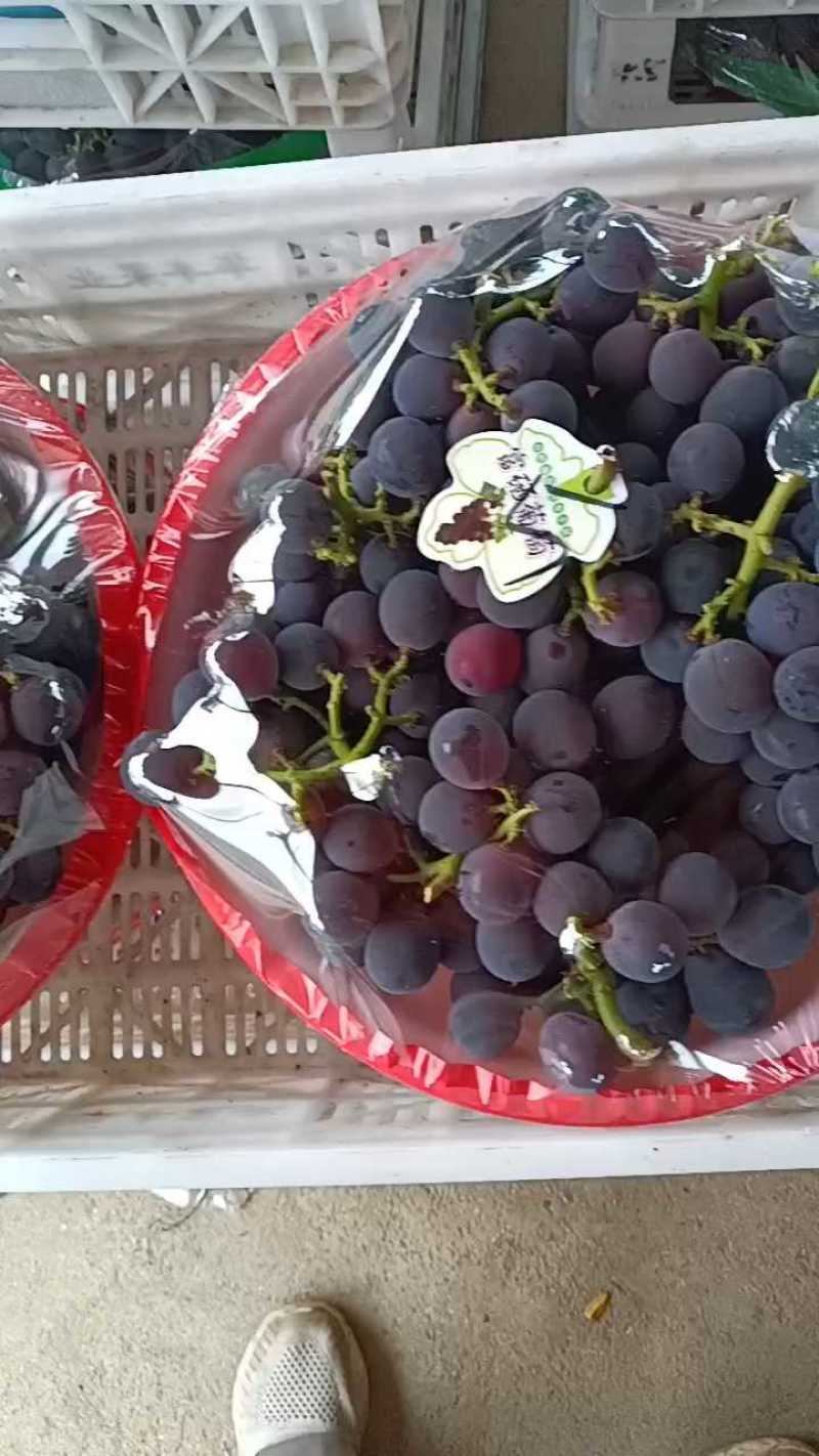 巨峰葡萄