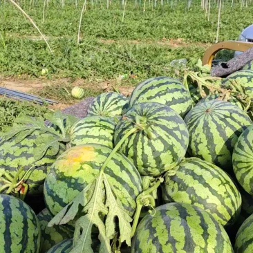 大棚无籽美都大量上市小薄皮大红瓤可视频看货