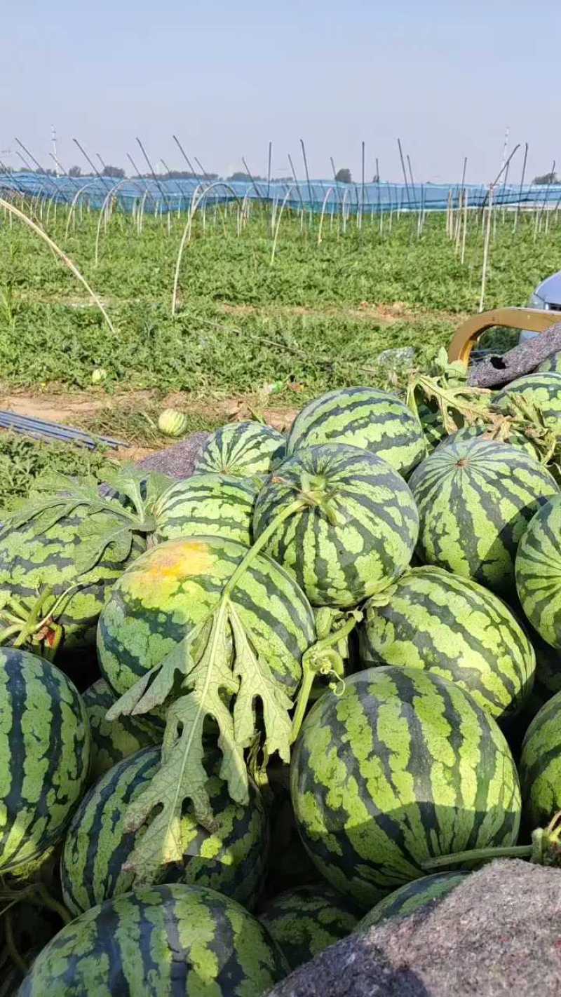 大棚无籽美都大量上市小薄皮大红瓤可视频看货