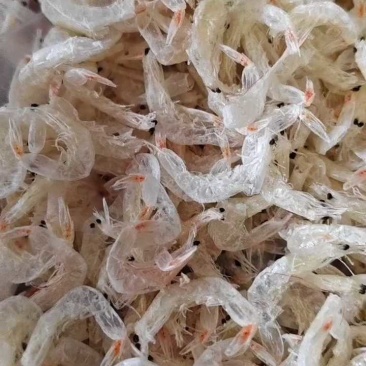 虾皮