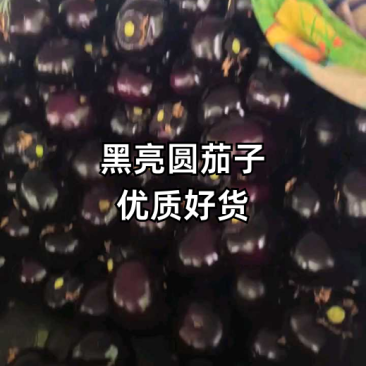 圆茄山东紫光圆茄产地直发规格齐全对接各大市场电商