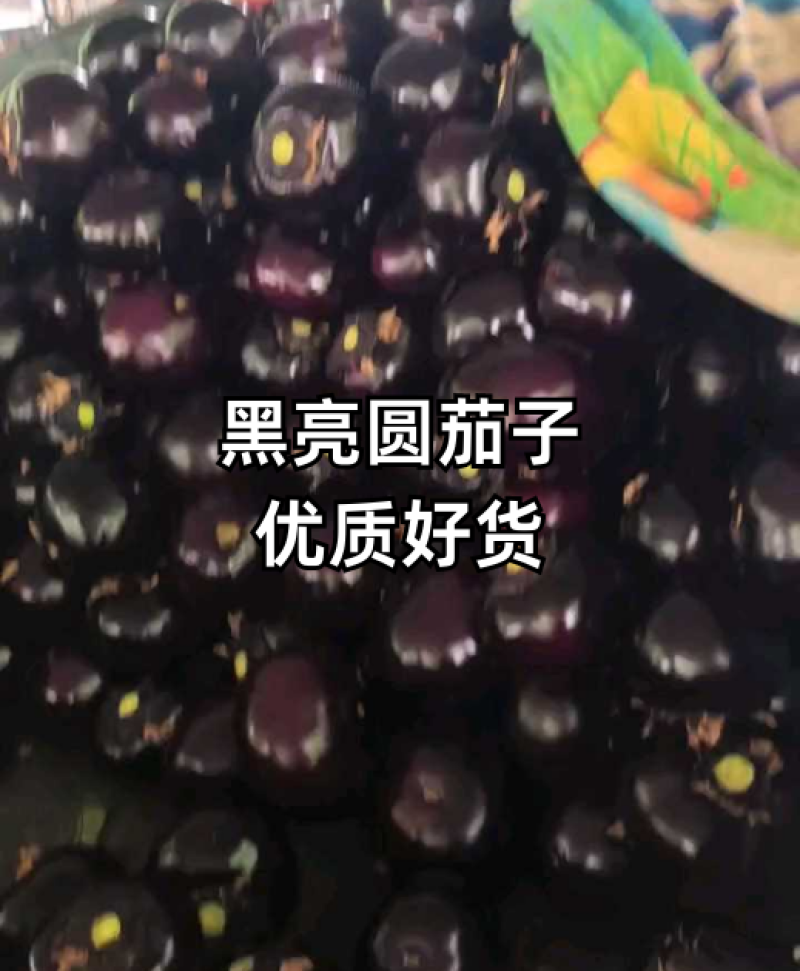 圆茄山东紫光圆茄产地直发规格齐全对接各大市场电商
